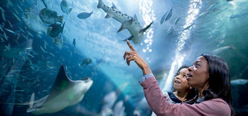 17 melhores coisas para fazer em San Francisco na Califórnia: Aquarium of the Bay