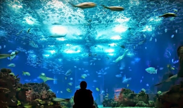 Pessoa vendo o aquário no Oceanário de Lisboa