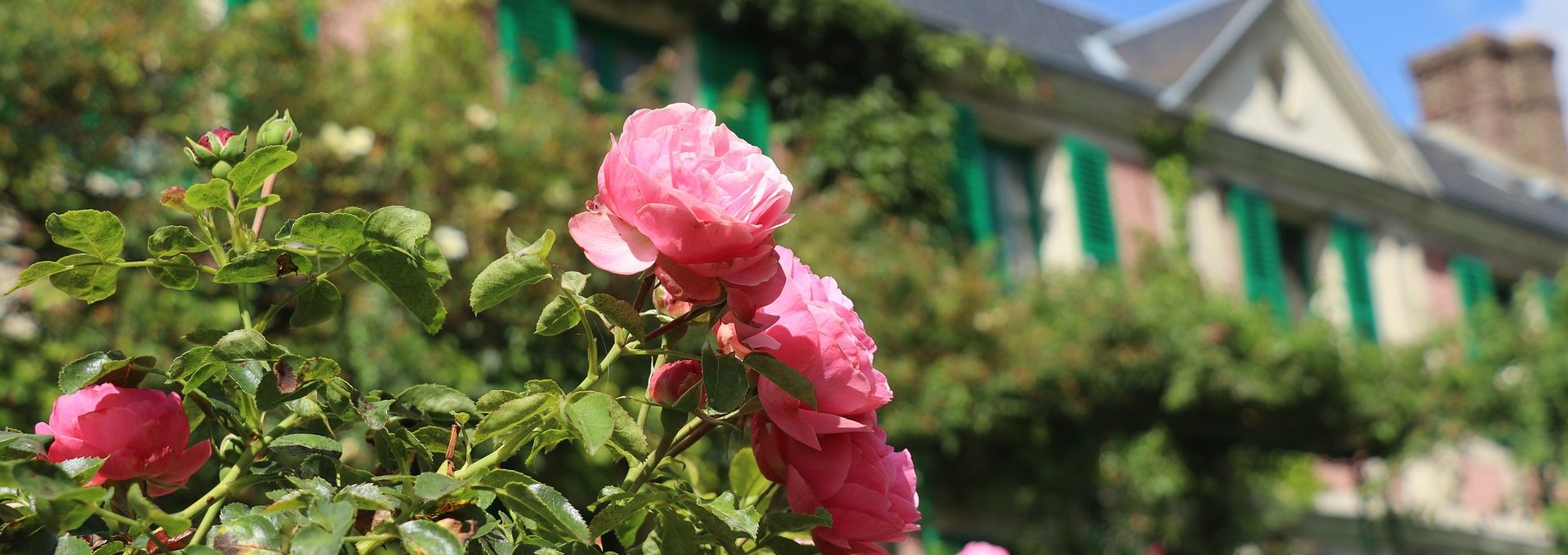 Rosa em frente à casa de Monet em Giverny