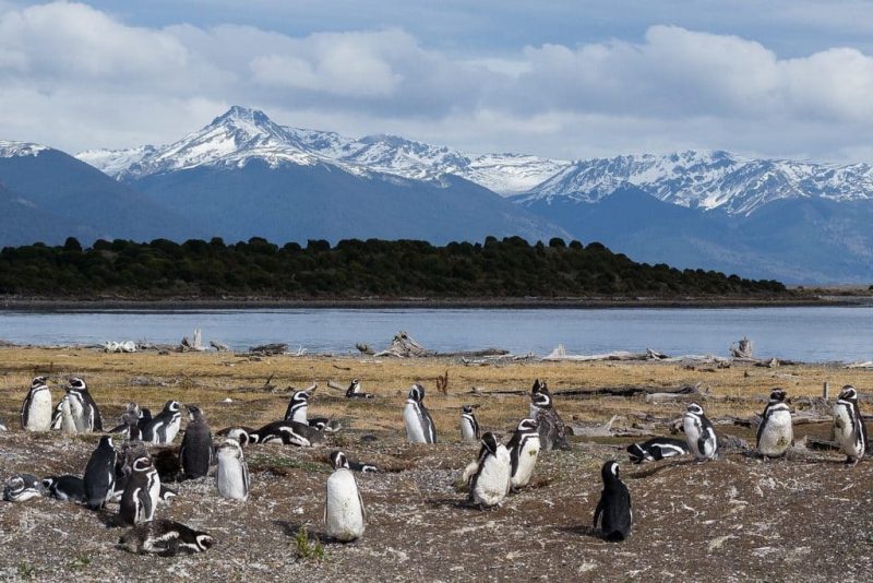 Pinguins na Ilha Martillo, nota-se os animais em primeiro plano na terra firme e montanhas cobertas de neve ao fundo. Nota-se também árvores entre a ilha e as montanhas