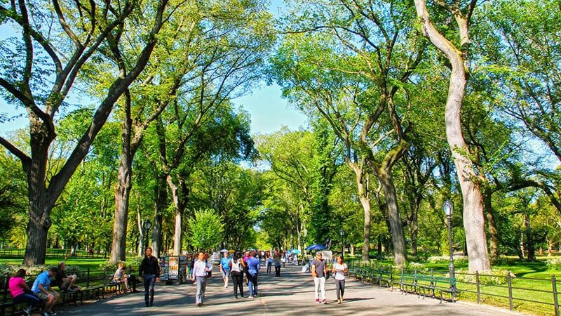 Árvores do Central Park em Nova York