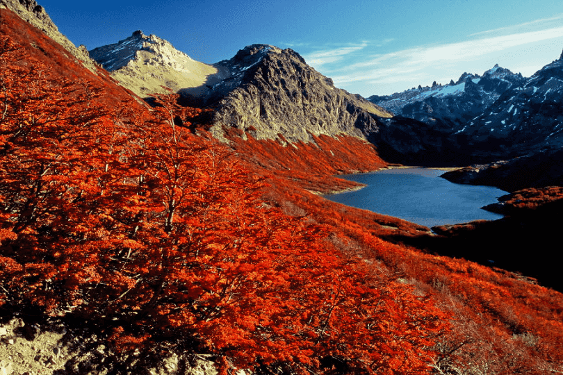Vista da vegetação em Bariloche no outono