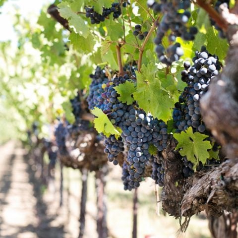 Onde comprar vinhos em Mendoza