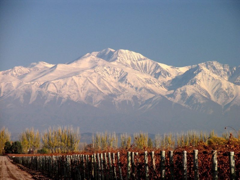 Paisagem de um vinhedo com montanhas cheias de neve ao fundo