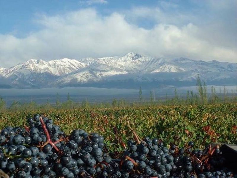 Vista de vinícola em Mendoza. Nota-se uvas maduras em primeiro plano e o campo atrás. Ainda, ao fundo, percebe-se montanhas com neve e nuvens no céu.