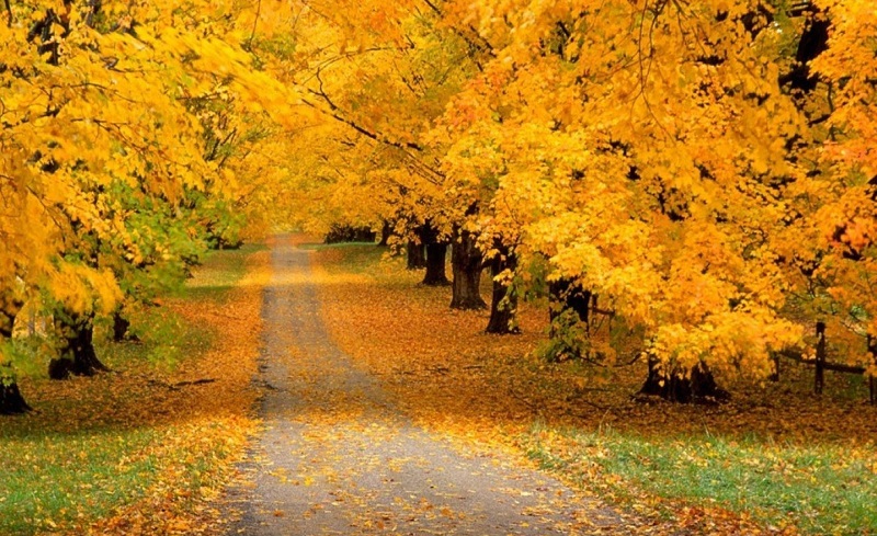 Ruas com árvores amareladas com folhas caídas 