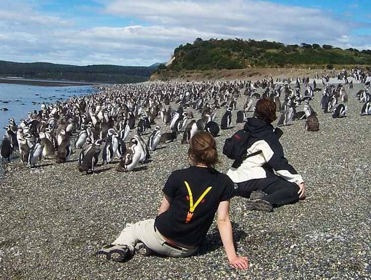 Turistas estão sentados e observam pinguins na Ilha Martillo em Ushuaia