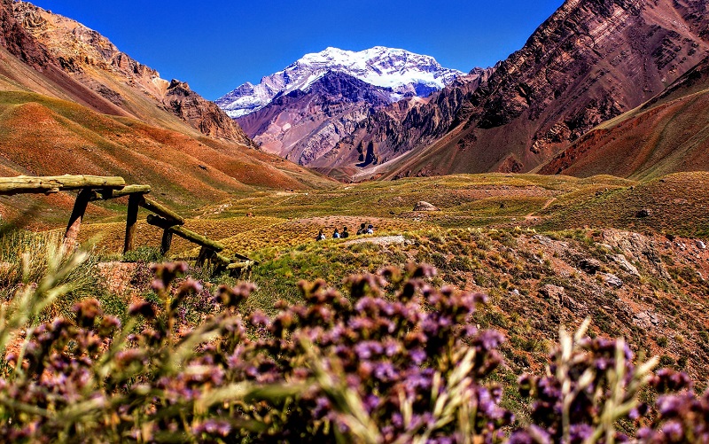 Campo de flores em Mendoza com três montanhas ao fundo e a segunda montanha está mais longe do que as outras e com neve
