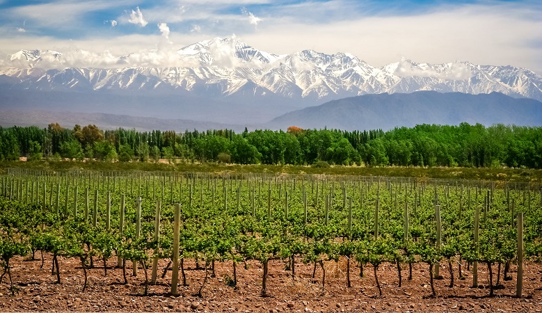 Vista do campo de uma vinícola em Mendoza com Montanhas cheias de neve e nuvens ao fundo