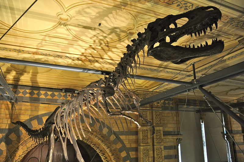 Tiranossauro Rex no Museu de História Natural