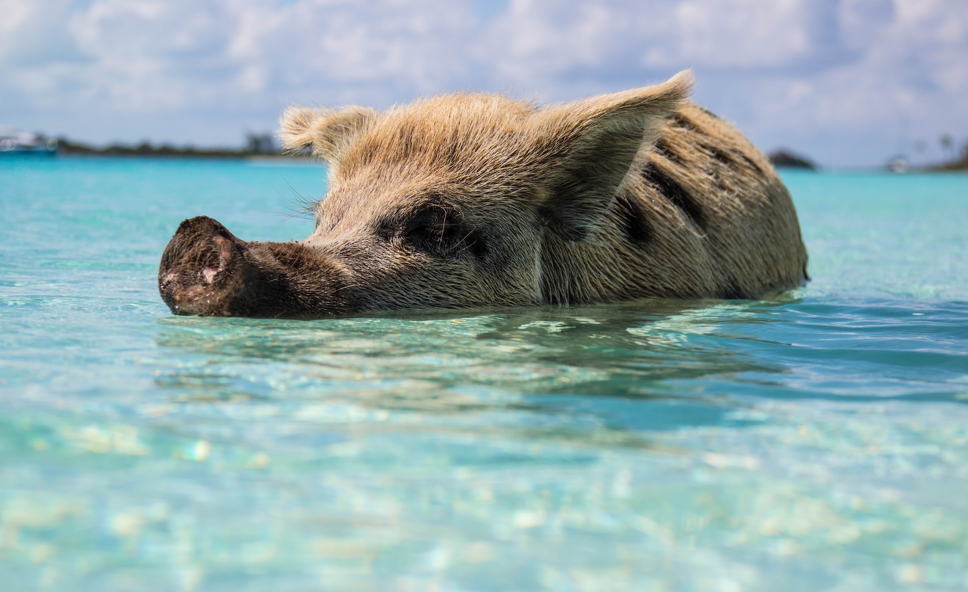 Visitar a ilha dos porcos nas Bahamas