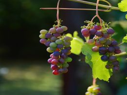 Vinícolas para fazer provas no Porto