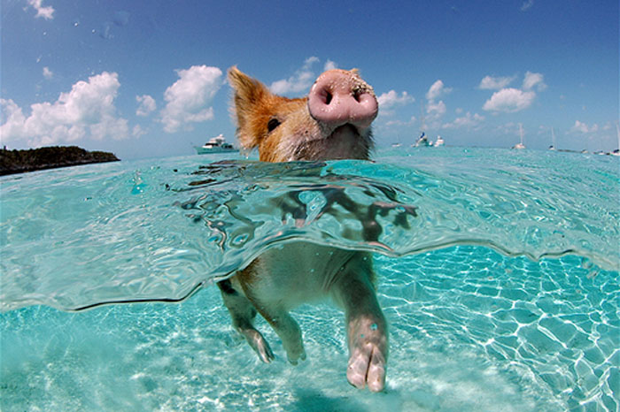 Ilha dos porcos nas Bahamas