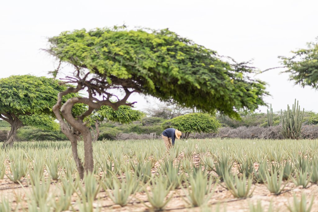 Aruba Aloe Museu