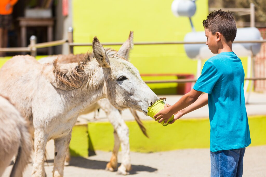 Santuário de burros em Aruba