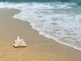 Bate e volta para as praias saindo do Porto