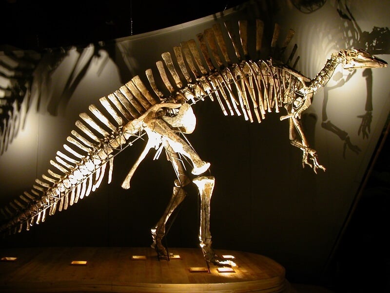 Esqueleto de dinossauro exposto no Museu de História Natural de Veneza.