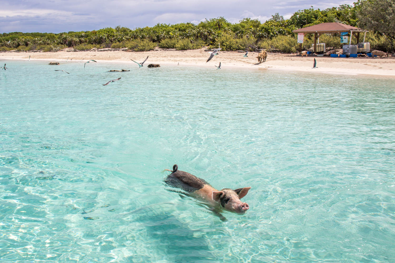 Ilha dos porcos nadadores nas Bahamas