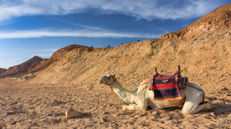 Passeio de camelo em Marsa Alam