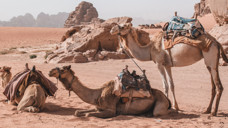 Passeio de camelo pelo deserto