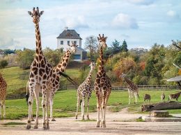 Prague Zoo, Praga, República Tcheca