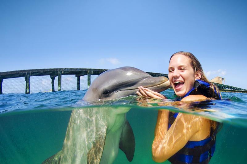 Golfinho dando beijo em turista