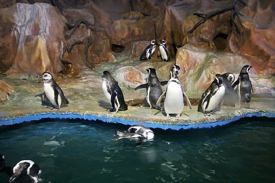 Pinguinário no Acqua Mundo