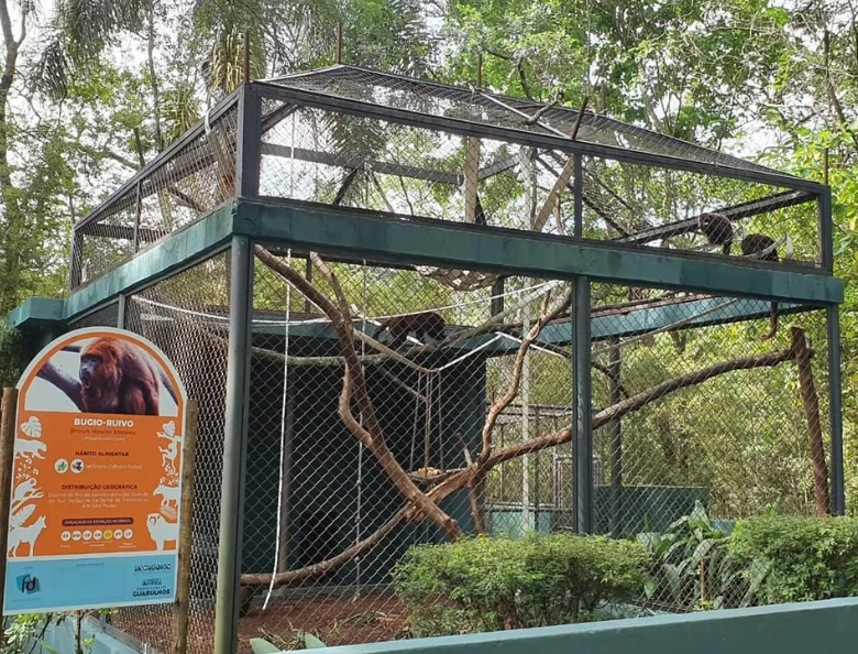 Bugio-ruivo no Zoo de Guarulhos