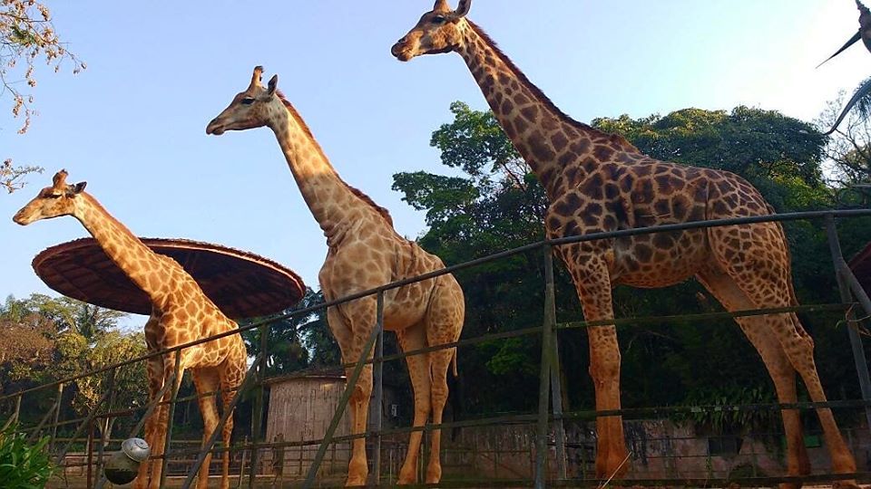 Girafas no Zoológico de São Paulo