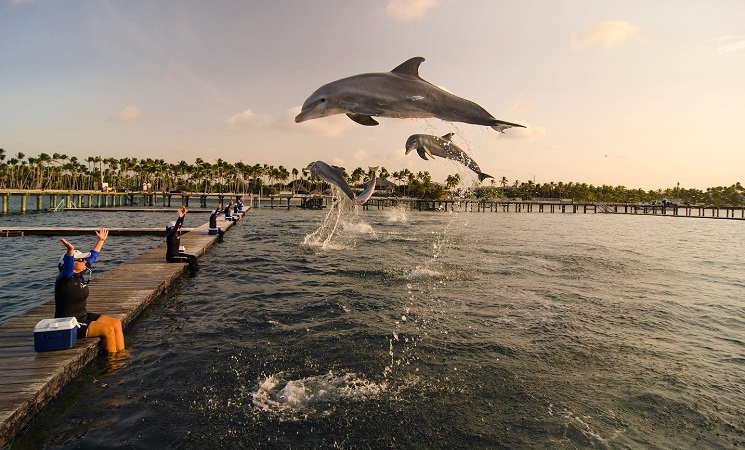Nado com os golfinhos no Dolphin Explorer em Punta Cana