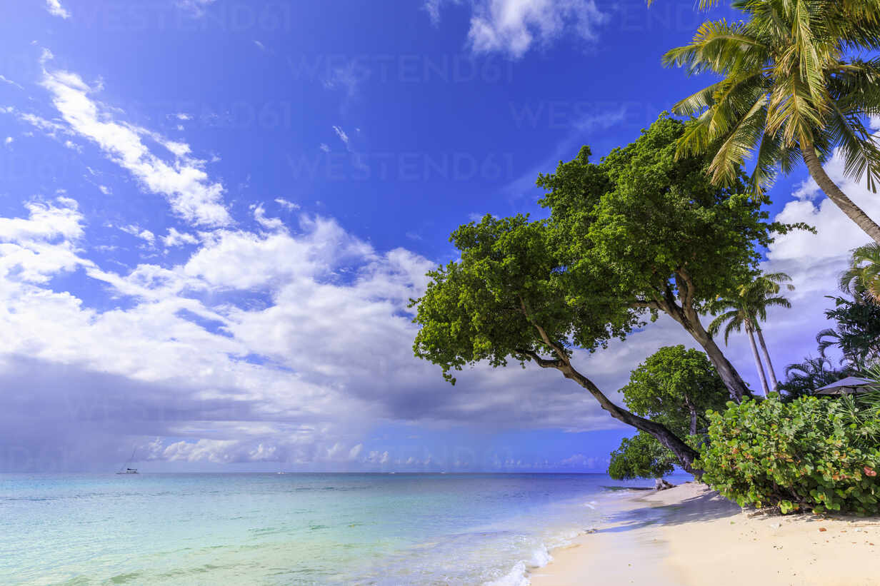 Paynes Bay, overhanging trees, fine pale pink sand beach, turquoise sea, beautiful West Coast, Barbados, Windward Islands, West Indies, Caribbean, Central America