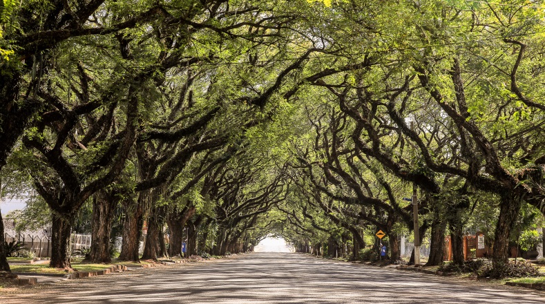 Avenida Pedro Basso