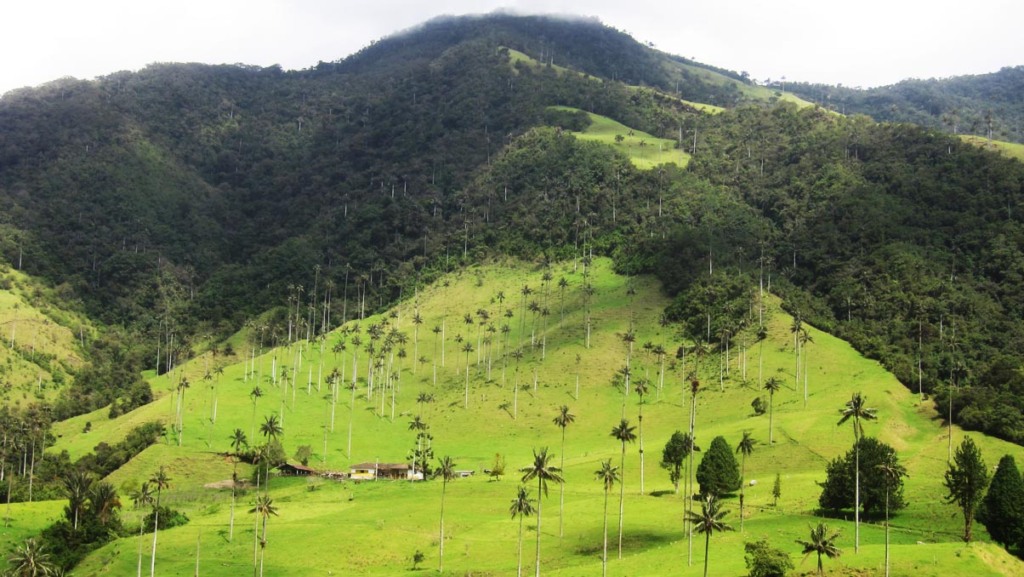 Vale de Cocora