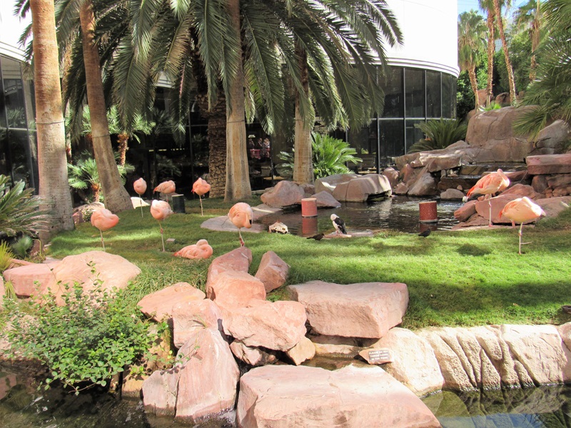 Flamingo Wildlife Habitat em Las Vegas