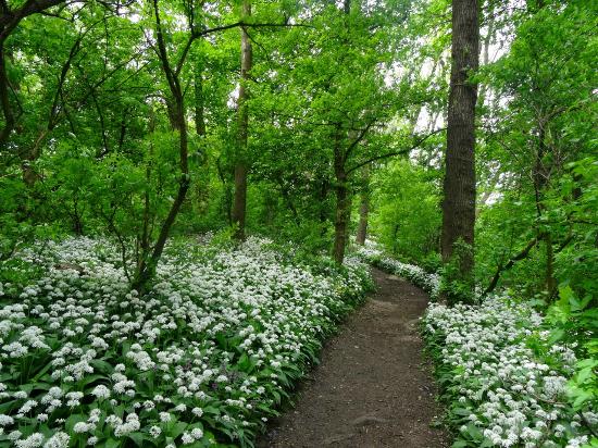 Bosques de Viena