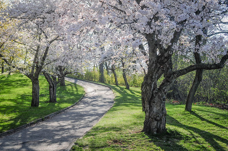 Floração de cerejeiras no High Park