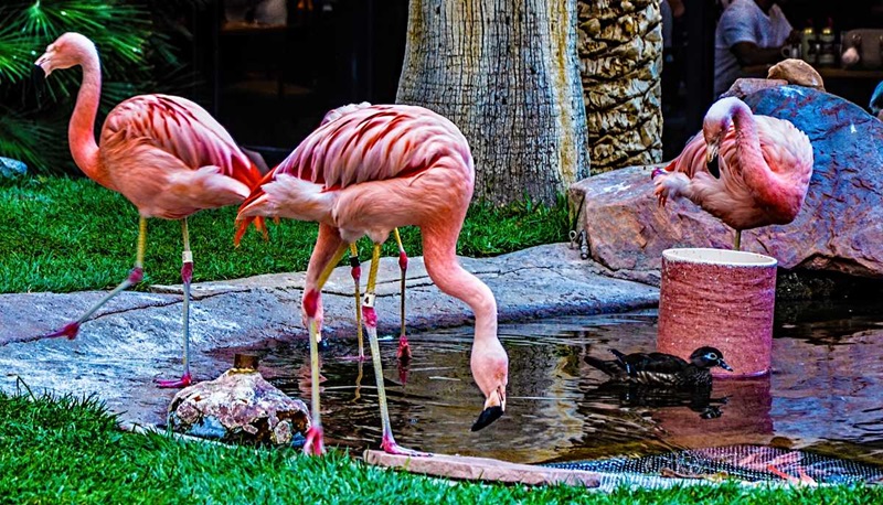 Flamingo Wildlife Habitat em Las Vegas