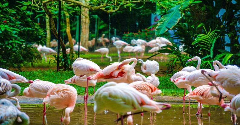 Parque das Aves, em Foz do Iguaçu