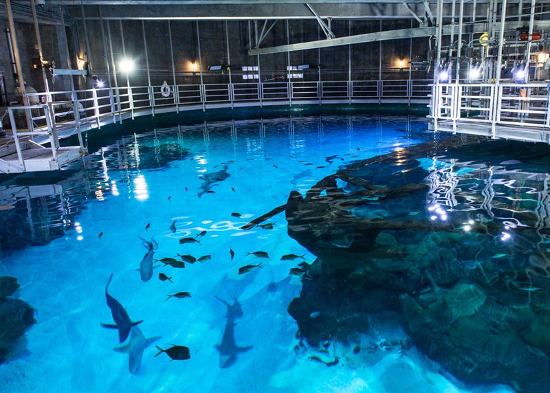 Tanque no Shark Reef Aquarium em Las Vegas