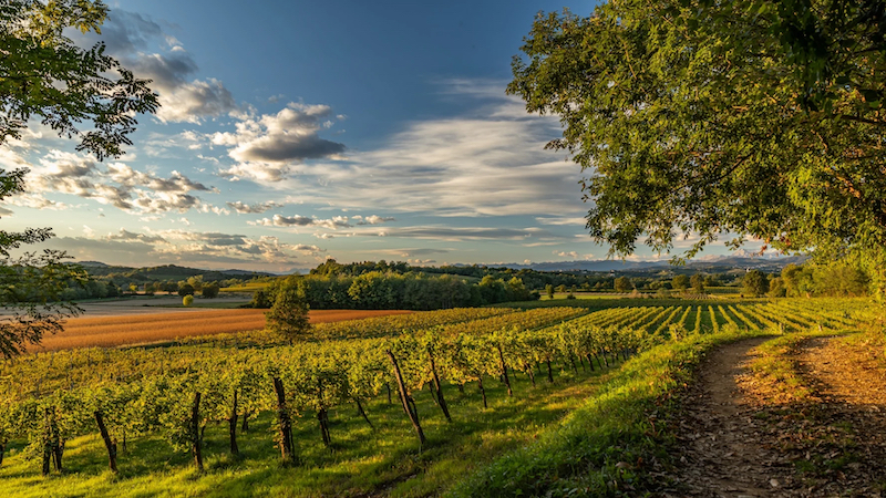 Vinícola em Friuli-Venezia Giulia