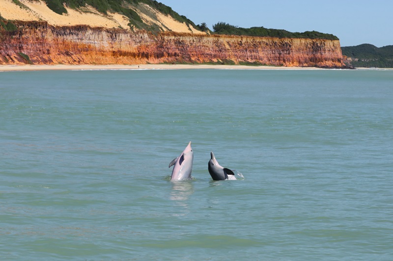 Baía dos Golfinhos na Praia de Pipa