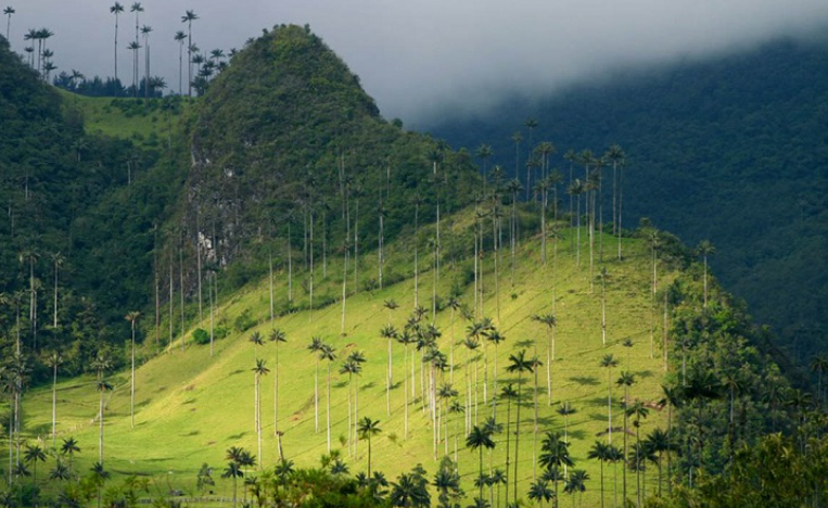 Vale do Cocora