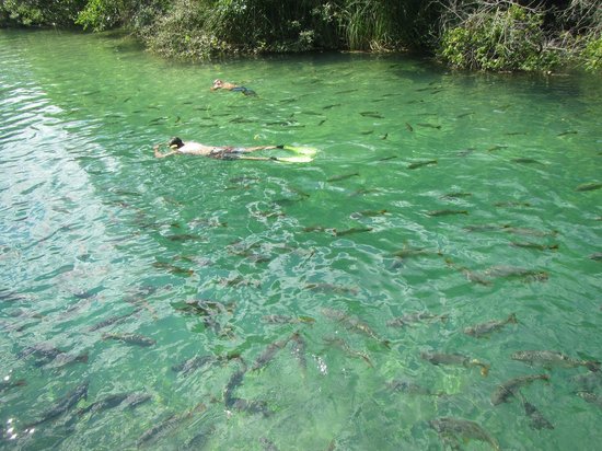 Mergulho com peixes no Balneário Municipal de Bonito