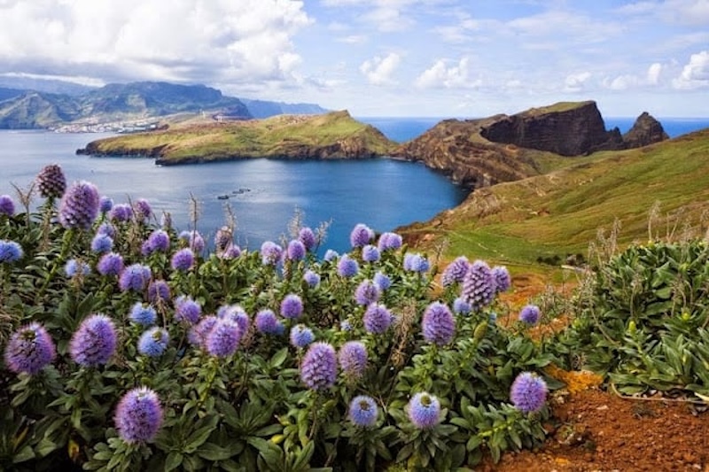 Vegetação da Ponta de São Lourenço na Madeira