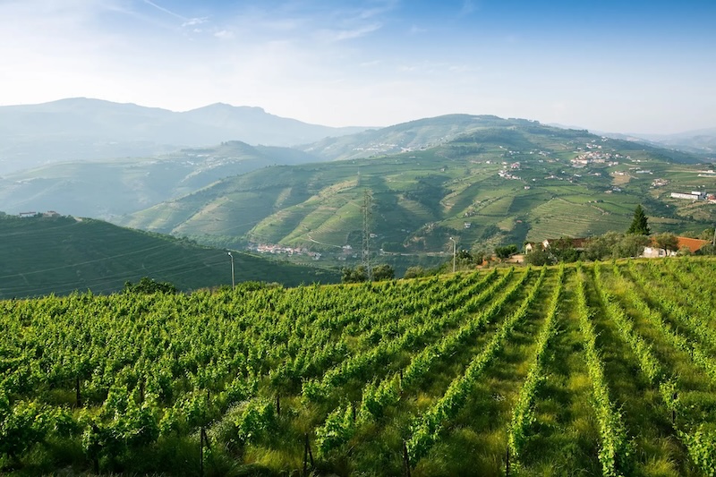 Região do Vinho Verde