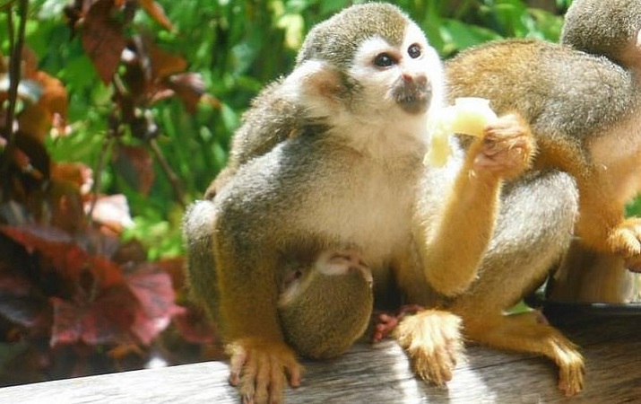 Excursão a Monkeyland saindo de Punta Cana: Dicas imperdíveis!