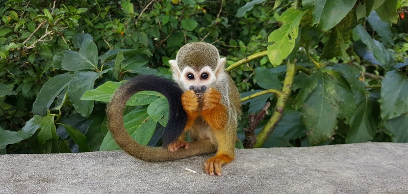 Macaco na Monkeyland