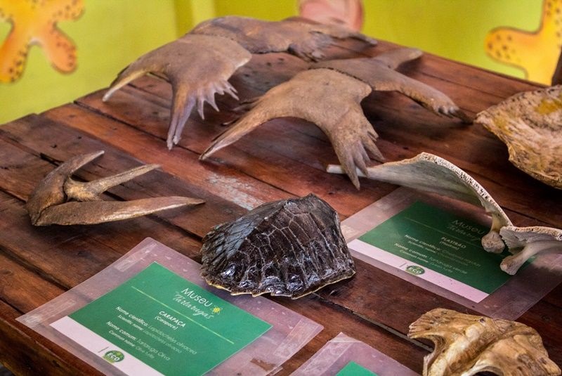 Museu das Tartarugas