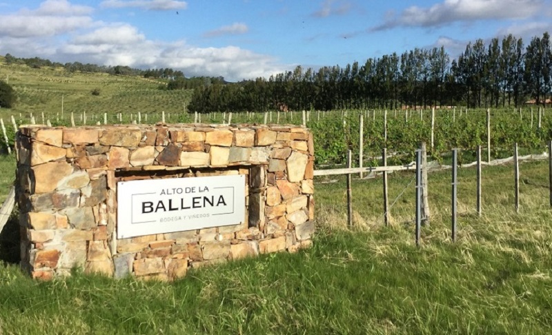 Vinícola Alto de La Ballena no Uruguai