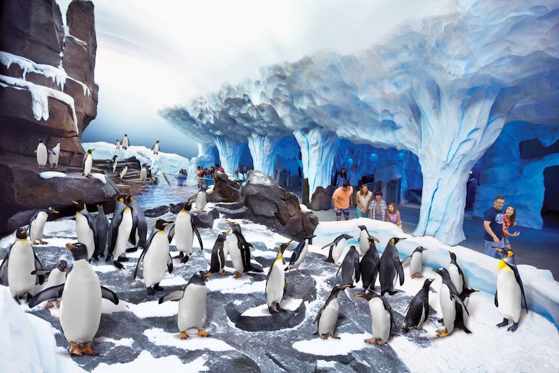 Antarctica: Empire of the Penguin no SeaWorld em Orlando
